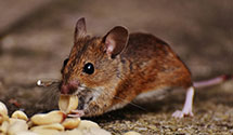 24 Hour & Emergency Exterminators in Downers Grove, IL
